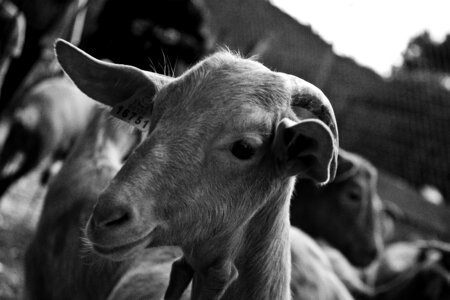 Goat monochrome farm photo