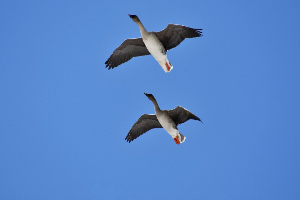 Wild birds waterfowl duck department