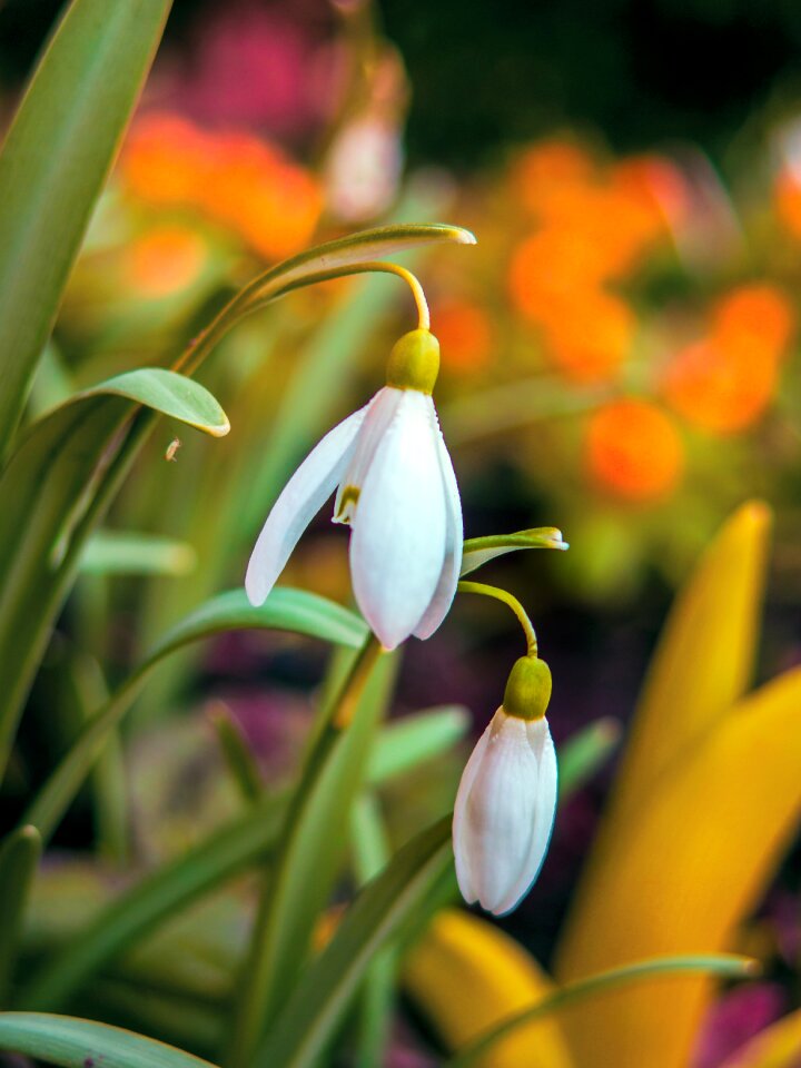 Flower plant leaf