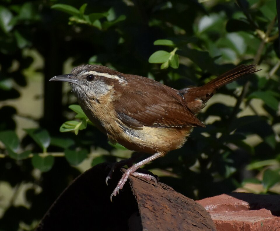 Outdoors animal carolina wren