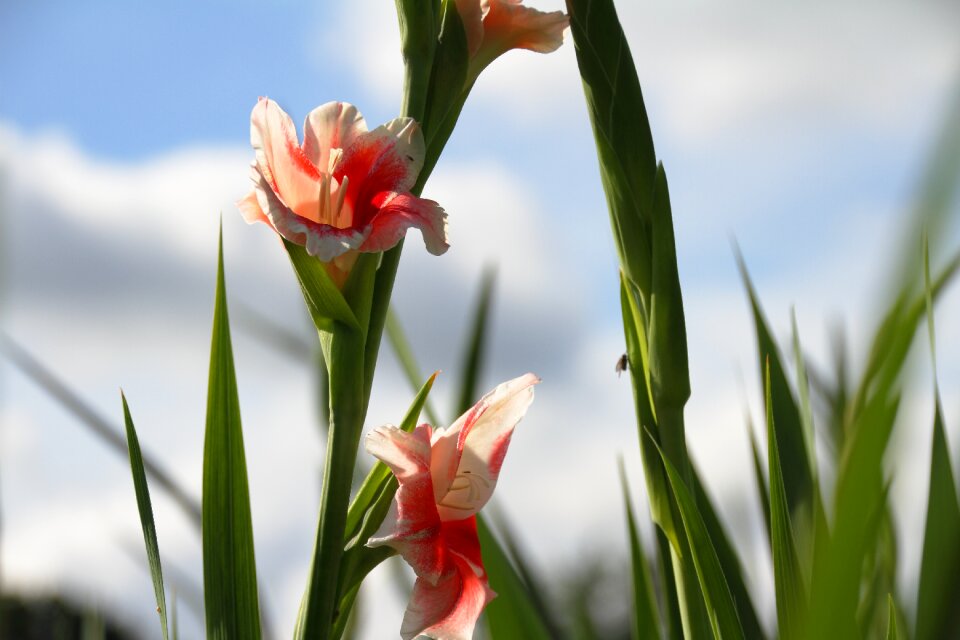 Nature flowers spring