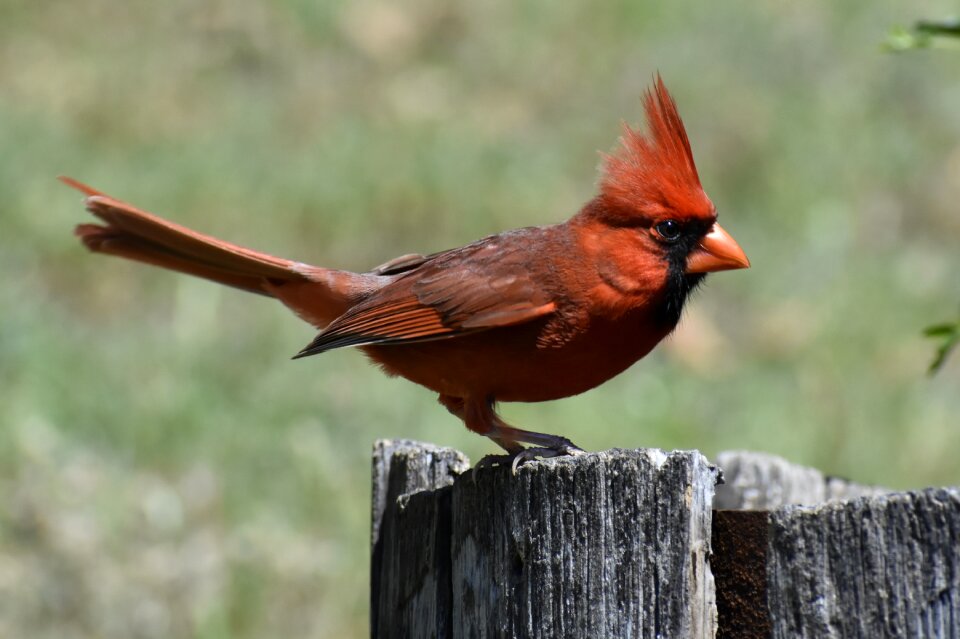 Outdoors animal cardinal