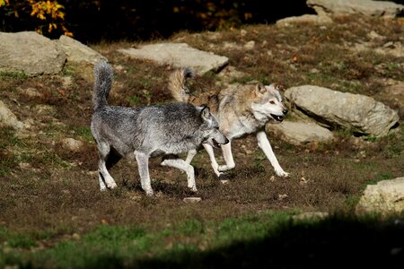 Predator nature pack