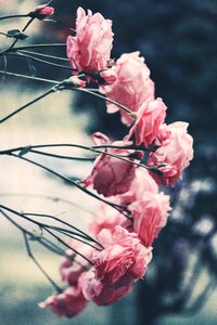 Garden flower nature