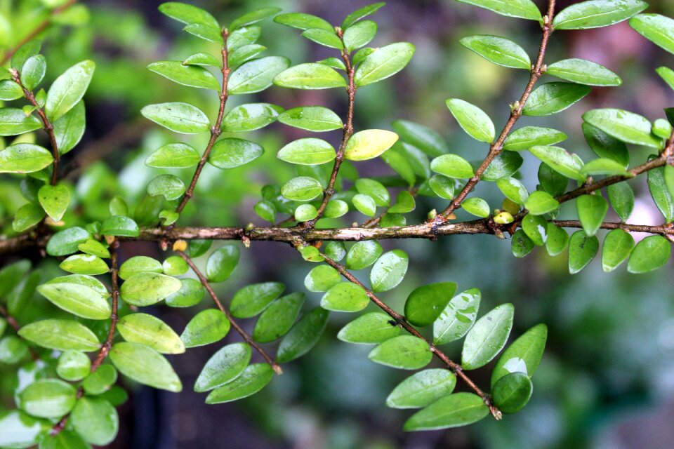 Nature leaflet plant