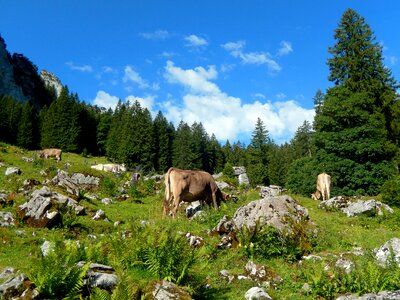 Nature mountains switzerland