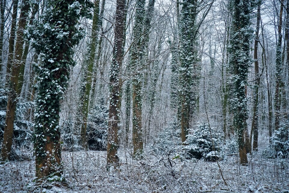 Fog trees cold photo