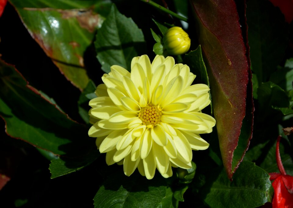 Nature yellow flower summer