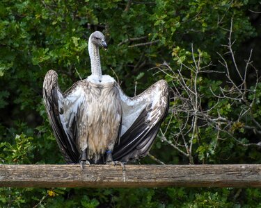 Scavenger bird vulture photo