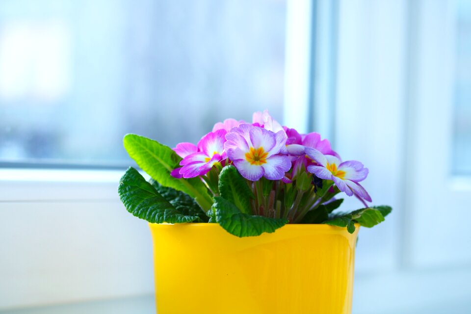 Primrose flowerpot spring