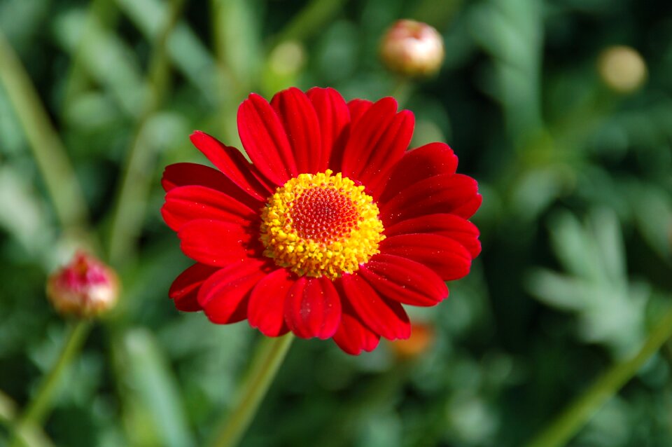 Garden petal red