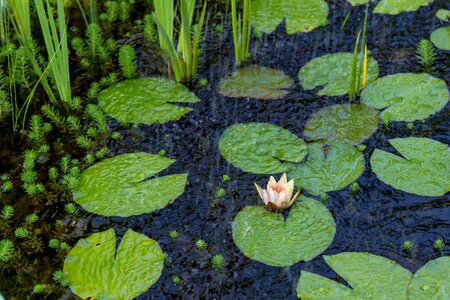 Green floating waterlily photo