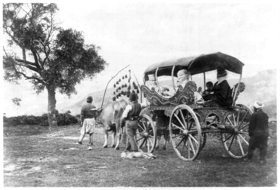 Women in carriage drawn by oxen LCCN93512767