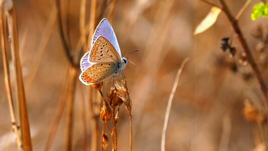 Butterfly macro blue
