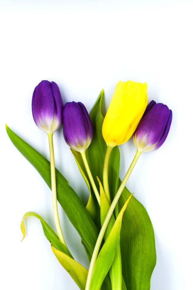 Plant leaf tulip