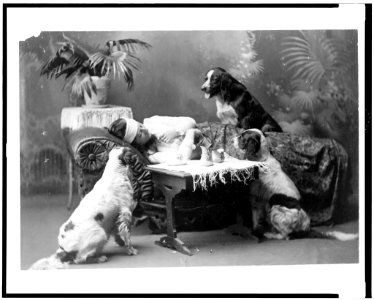 Woman, who appears to be ill, lying on couch, with three dogs looking on LCCN93507565 photo