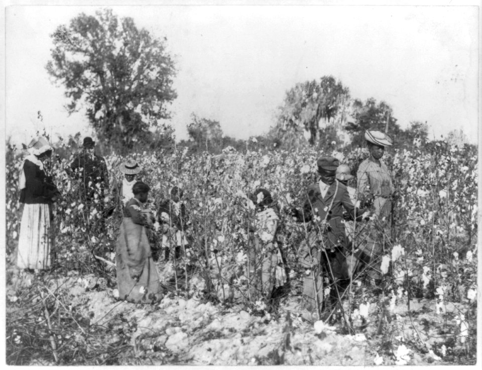 Women and children in cotton field LCCN2012648378