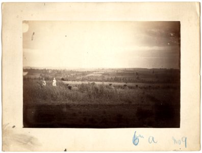 Women reaping in cultivated land near Krasno i arsk LCCN99615452