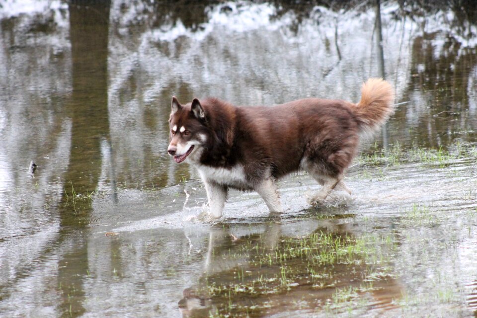 Animal world husky sled dog photo