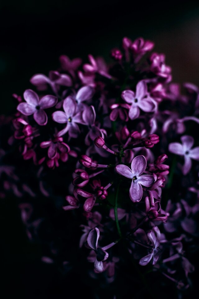 Petal bloom nature