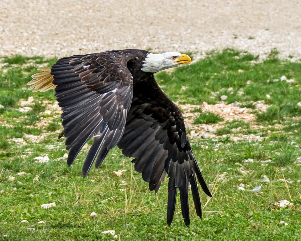 Bald eagle raptor soil