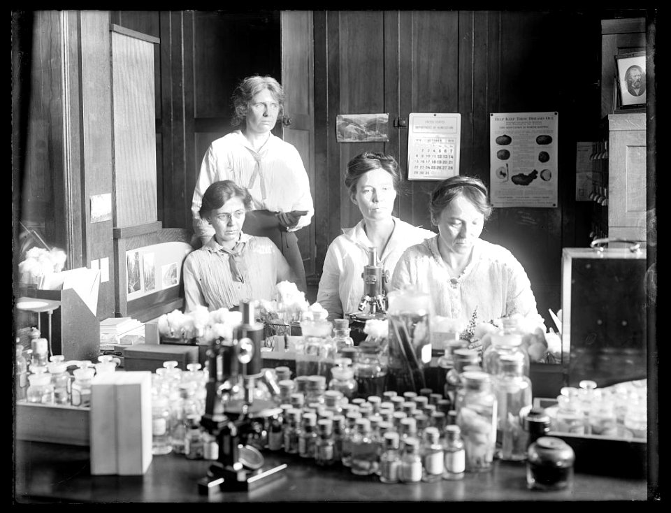 Women scientists- standing- Miss Nellie A. Brown; L to R- Miss Lucia McCollock, Miss Mary K. Bryan, Miss Florence Hedges, The women scientists make cultures of the parasites make LCCN2016824535