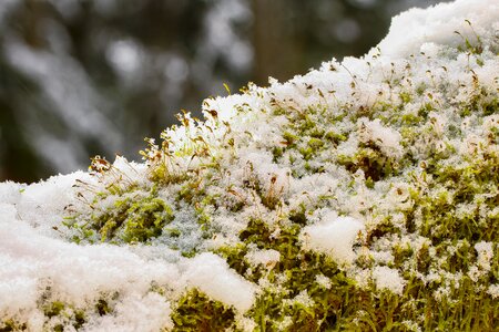 Snowy iced frozen