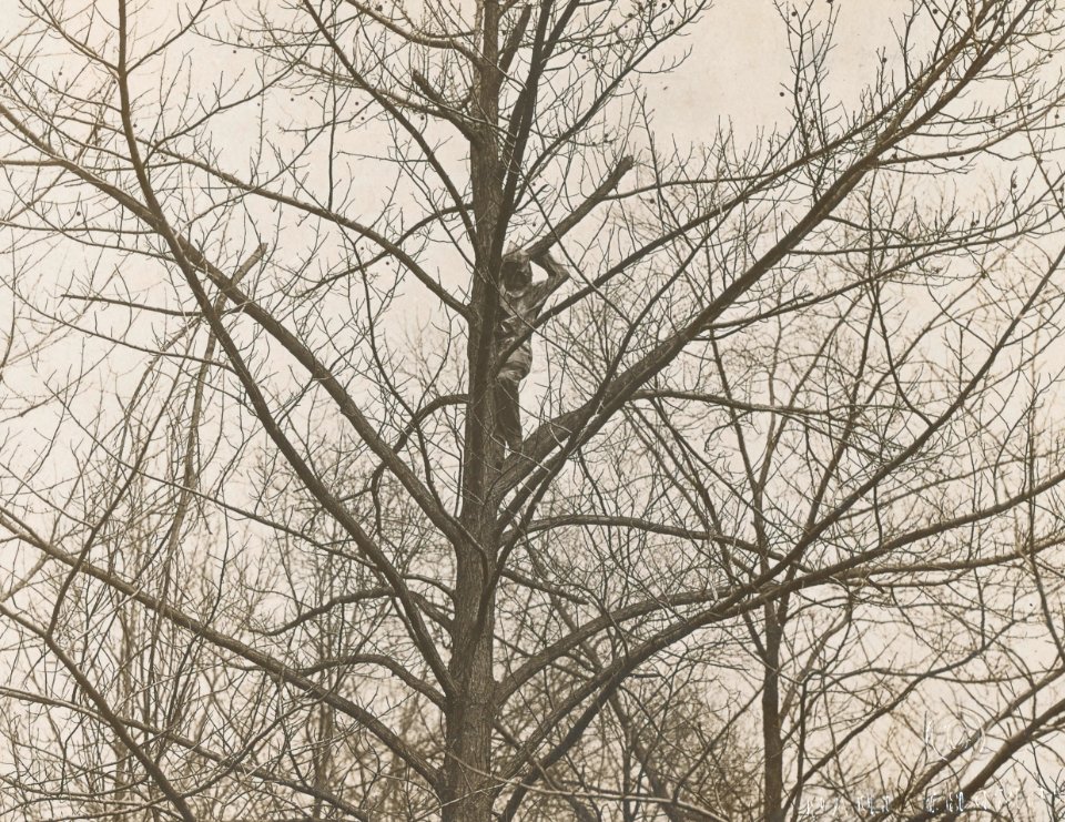 Women's Reserve Camouflage Corps hiding in tree