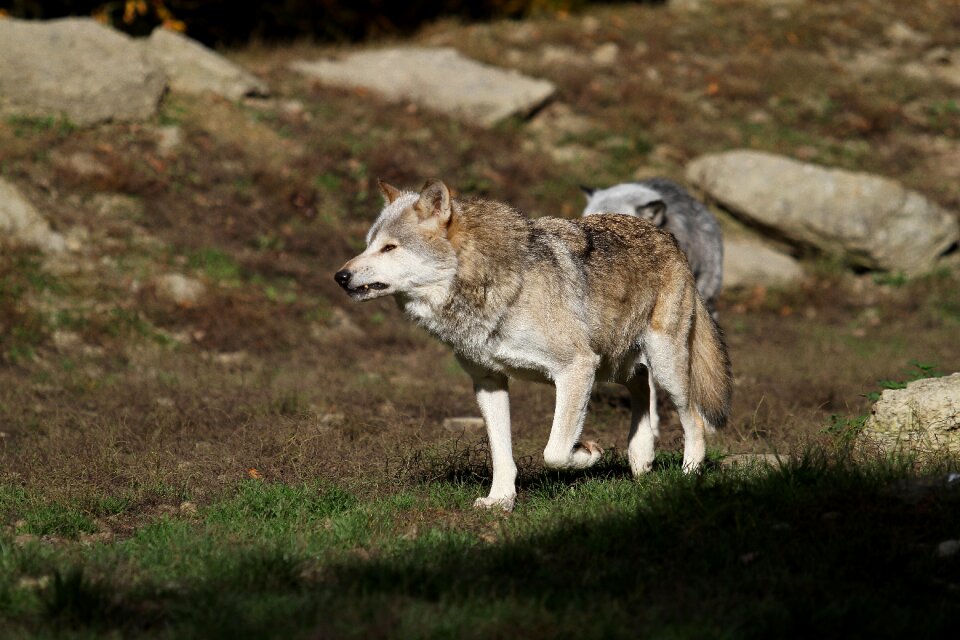 Predator nature pack