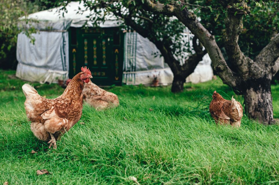 Green grass poultry