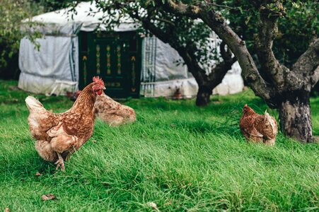 Green grass poultry photo