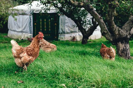 Green grass poultry