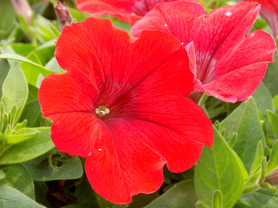 Nature plant garden