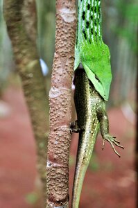Outdoors wildlife trees
