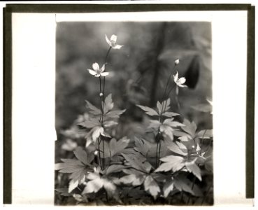 Wood anemone LCCN2008676002