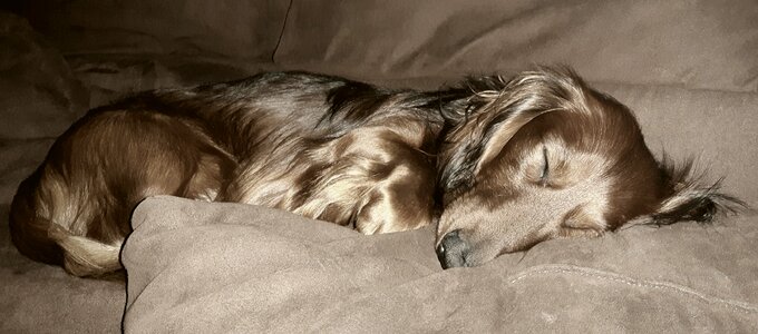 Long hair dachshund dachshund dog sleep photo