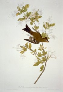 Wood Pewee LCCN2002718998
