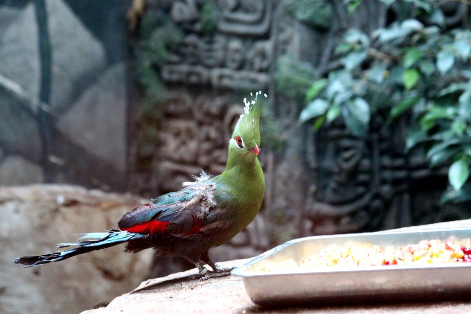 Nature feathered race animals