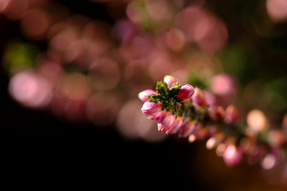 Heather macro garden