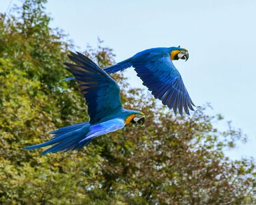 Blue macaw two bird photo