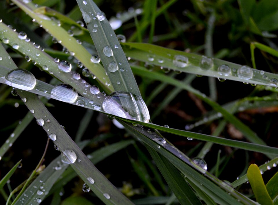Drops morning nature
