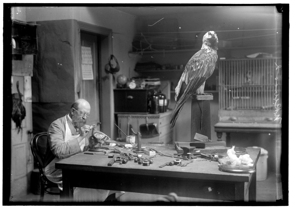 WOOD, N.R. OF SMITHSONIAN INSTITUTION. MOUNTING BIRDS LCCN2016867512