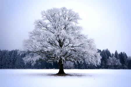 Cold tree landscape photo