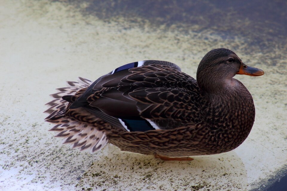 Nature swim pen photo