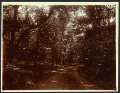 Wooded road thru Sagamore LCCN2009633587