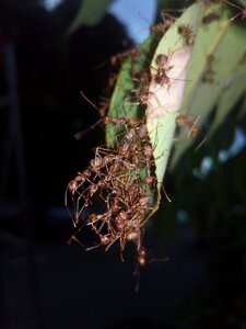 Arachnid spiderweb semut