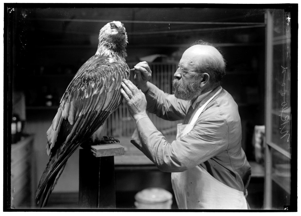 WOOD, N.R. OF SMITHSONIAN INSTITUTION. MOUNTING BIRDS LCCN2016867513