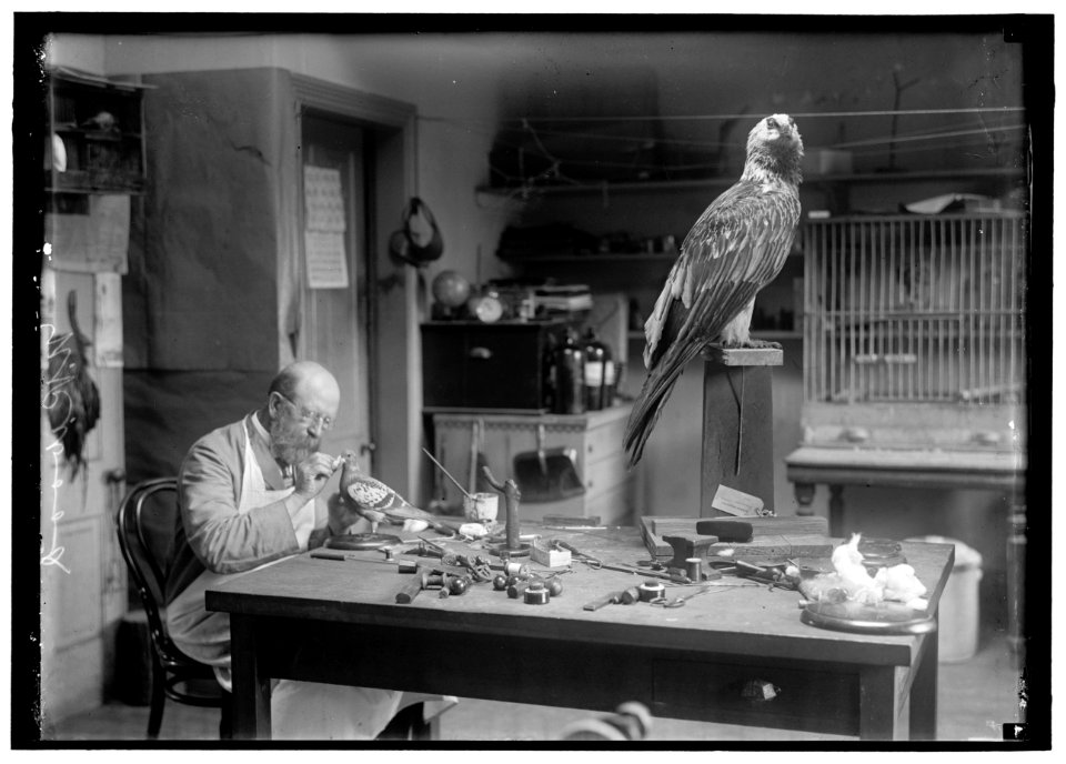 WOOD, N.R. OF SMITHSONIAN INSTITUTION. MOUNTING BIRDS LCCN2016867511