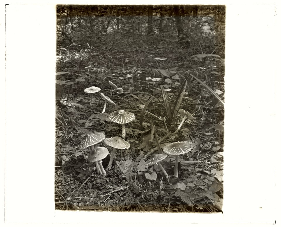 Woodland mushrooms LCCN2008676014