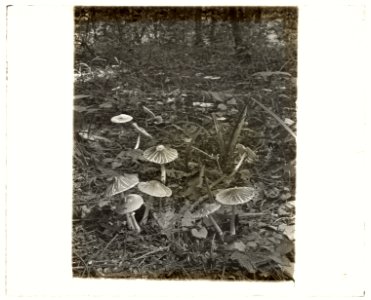 Woodland mushrooms LCCN2008676014